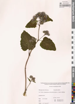 MAG 0014019