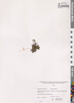MAG 0020202