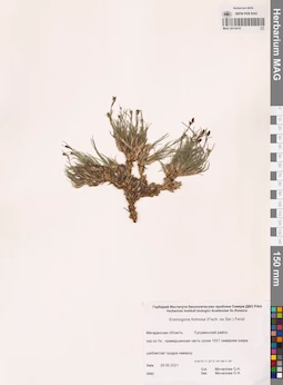 MAG 0014418