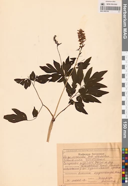 MAG 0002106