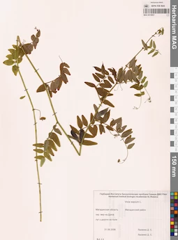 MAG 0010857