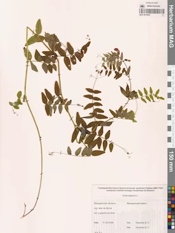 MAG 0010858