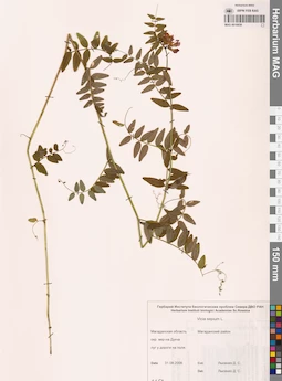 MAG 0010859