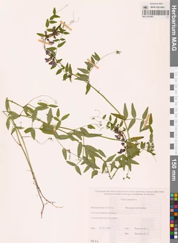 MAG 0010861