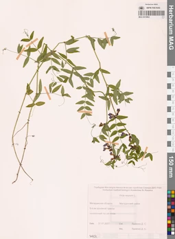 MAG 0010862