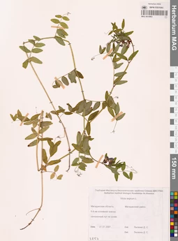 MAG 0010863