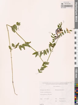 MAG 0010864