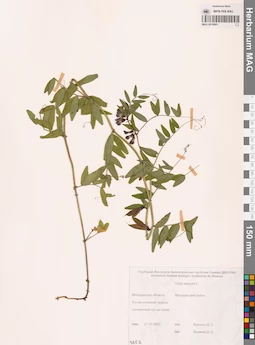 MAG 0010865