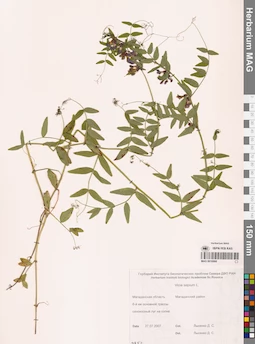 MAG 0010866