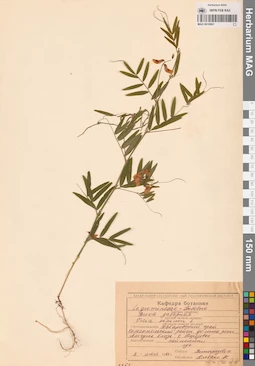 MAG 0010867