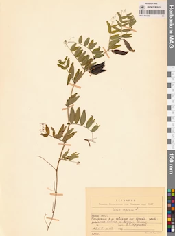 MAG 0010868