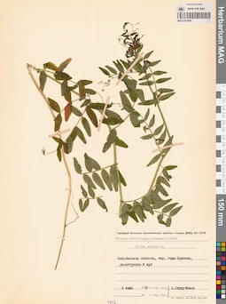 MAG 0010869