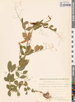 MAG 0011053