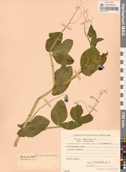 MAG 0011054