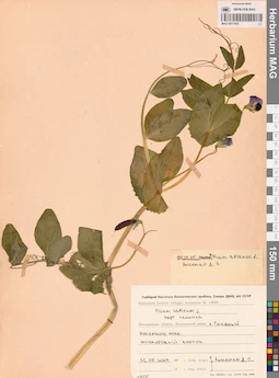 MAG 0011055
