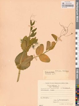 MAG 0011056