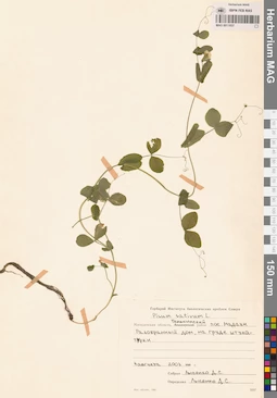 MAG 0011057