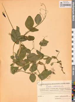MAG 0011058