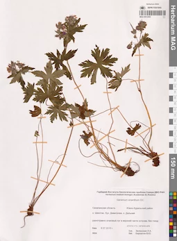 MAG 0012303