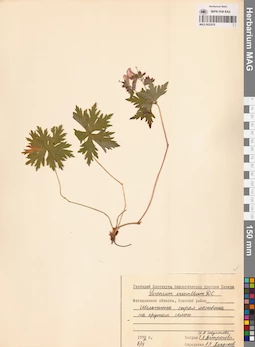 MAG 0022078