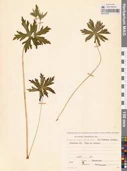 MAG 0022094