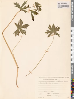 MAG 0022095