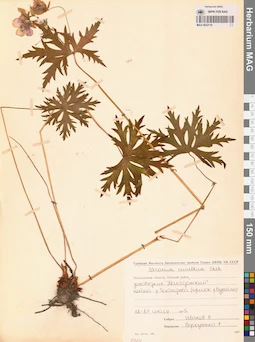 MAG 0022116