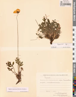 MAG 0021074