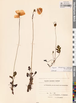 MAG 0021077