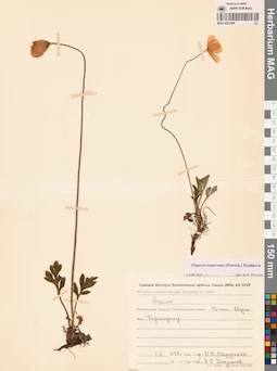 MAG 0021084
