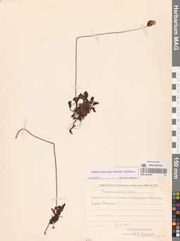 MAG 0021088