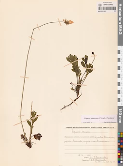 MAG 0021089
