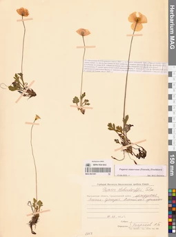 MAG 0021091