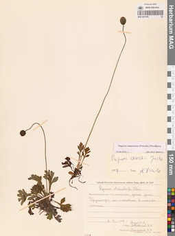 MAG 0021095