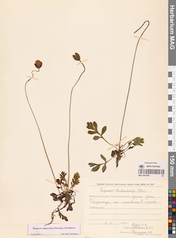 MAG 0021096
