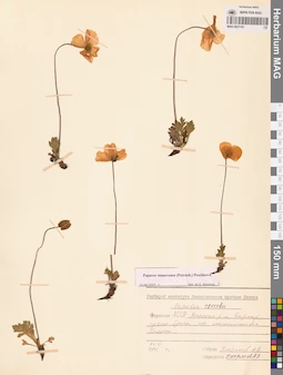 MAG 0021101