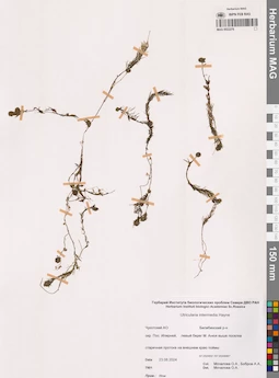 MAG 0022278
