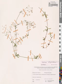 MAG 0014168