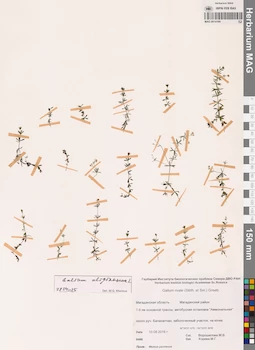 MAG 0014169