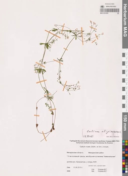 MAG 0014938