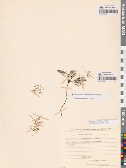 MAG 0022364