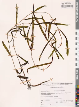 MAG 0022351