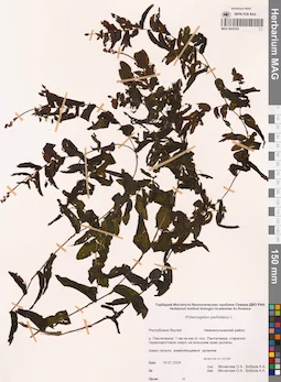 MAG 0022352