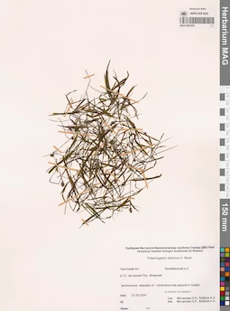 MAG 0022353