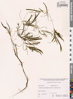 MAG 0022355