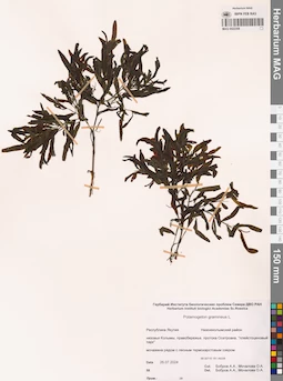 MAG 0022358