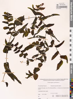 MAG 0022359
