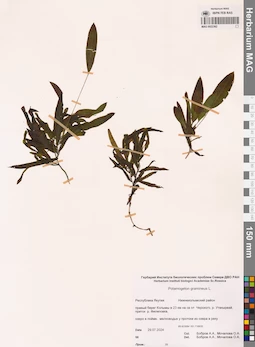 MAG 0022362