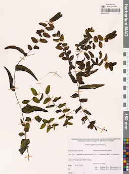 MAG 0022363