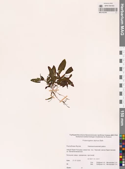 MAG 0022366